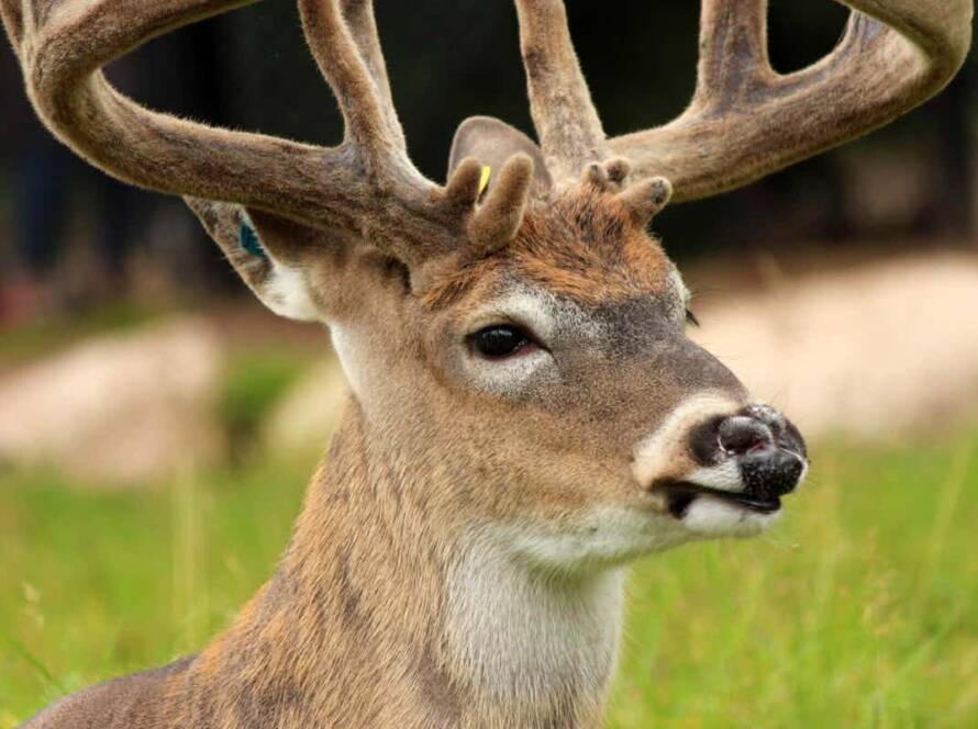 picture of a deer getting hunted